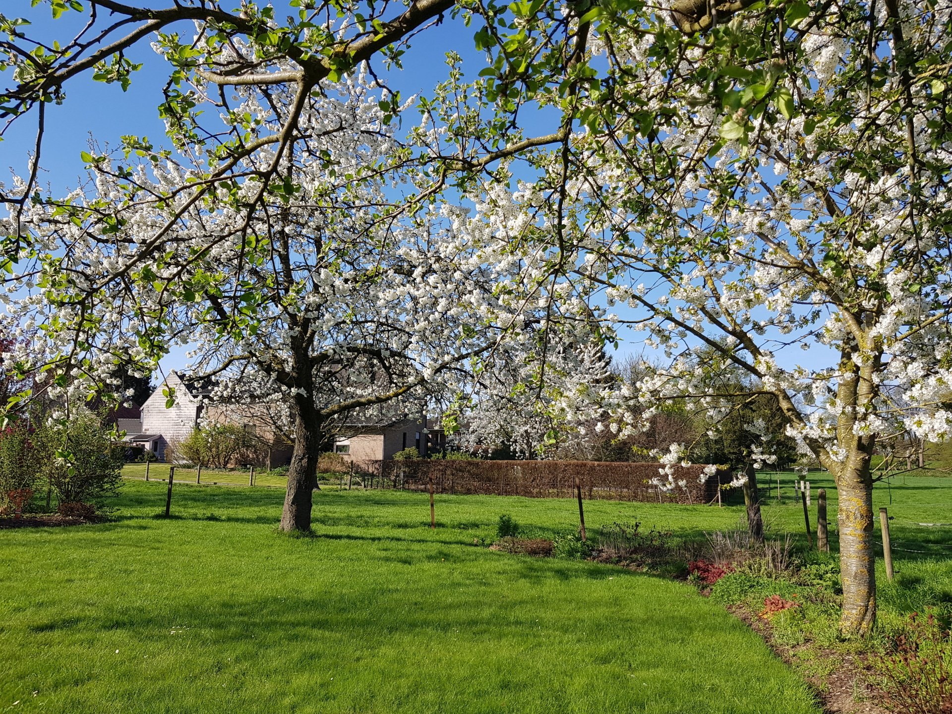 Bloeiende fruitbomen in de boomgaard van Bonvert